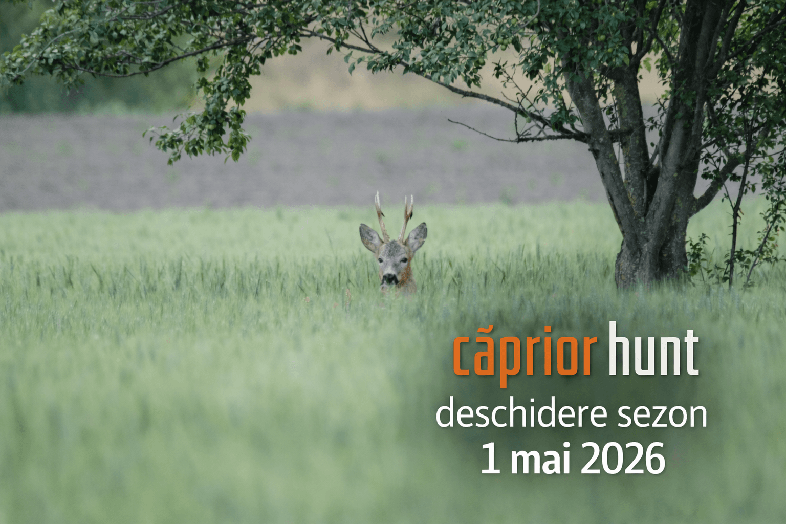 căpriorîn lan de grâu verde – deschidere sezon vânătoare