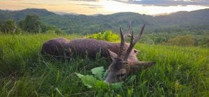 Vânătoare la căprior – poveste reală din teren și întâlnirea cu „cavalerul pădurii”