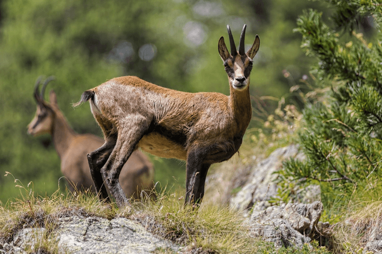 Comportamentul caprei negre în habitatul montan