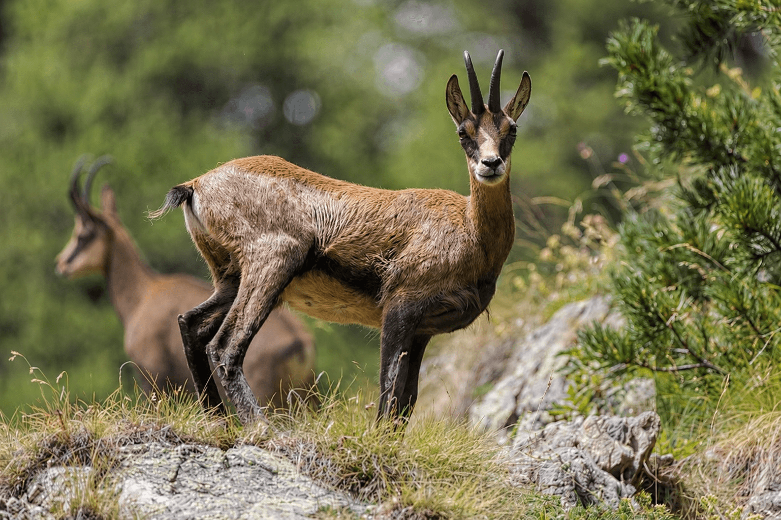 Comportamentul caprei negre în habitatul montan