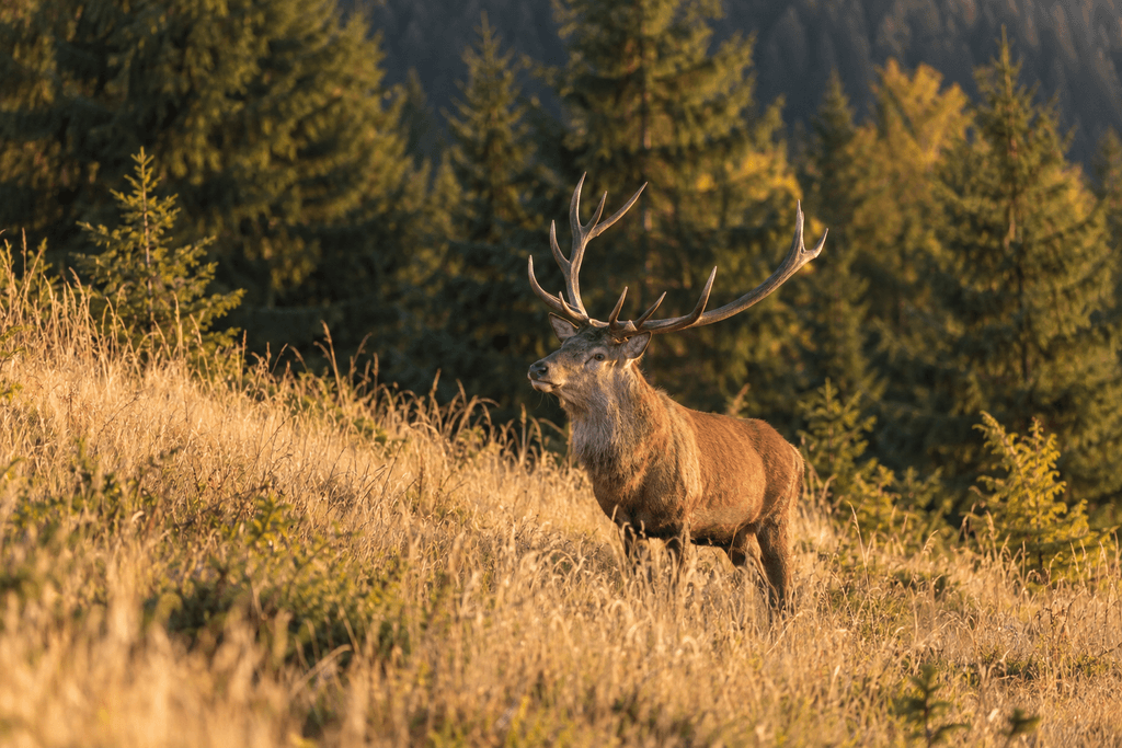 Cerbul din Carpati in habitat natural